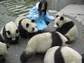 Chengdu / Wolong - Panda Adventures - Part 2 Chengdu / Wolong - Panda Adventures - Part 2