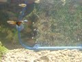 Guppy Waterslide! Guppy Waterslide!