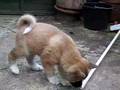 Akita Inu video