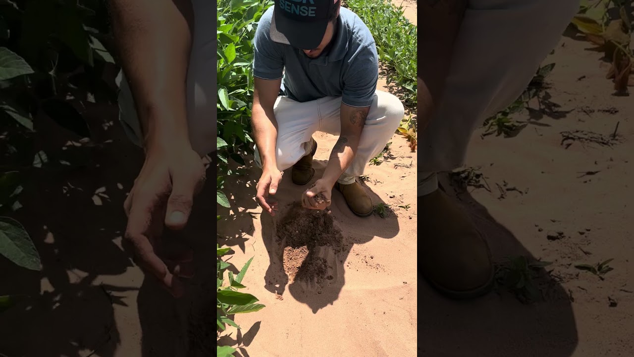 Oeste da Bahia 100scs/ha