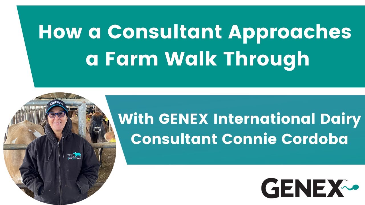 GENEX International Dairy Consultant's Steps to a Farm Walk Through