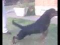Nedrotts Ayax Rottweilers