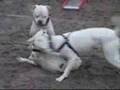 Bulldog Americano video