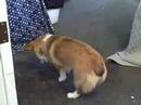 Darla getting the carpet monster