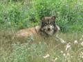 hurlements de loups 2