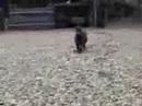 Dusty Running Around