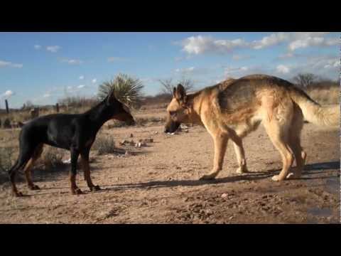 rottweiler vs doberman vs german shepherd fight dobermanrottweiler puppy vs german shepherd breeds picture rottweiler vs doberman vs german shepherd fight dobermanrottweiler puppy vs german shepherd breeds picture
