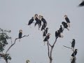 Hornbill Birds at Temenggor Island