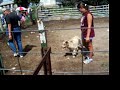 annie herding instinct test