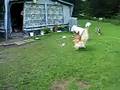 Spelen op de camping