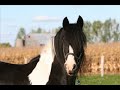 The Spirit Of The Gypsy Vanner The Spirit Of The Gypsy Vanner