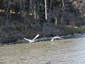 オオハクチョウ Whooper Swan飛び立ち Take off