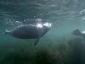 Harbour Seals