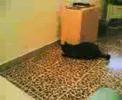 nero laser chase cat nero laser chase cat
