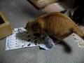 残ったフードが隠せない猫