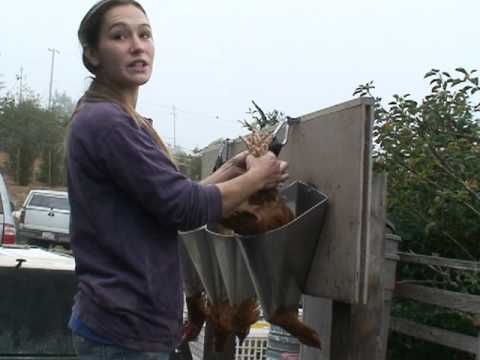 woman slaughter chicken