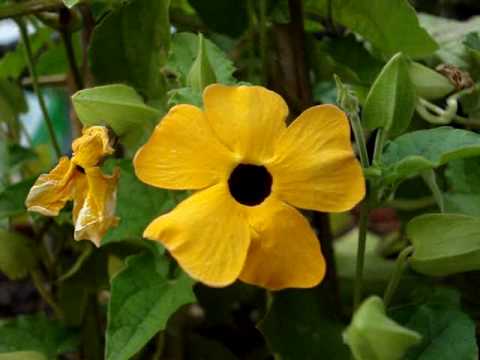 how to harvest black eyed susan flower seeds