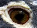 rob woolliss eyesign tips
