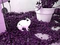 Bunny's best moments (bootie shakes & binkies)