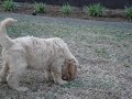 7 week old Labradoodles 7 week old Labradoodles