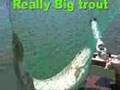 Wild trout action DelValle Quick out hooks One big fish