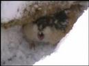 Botten Anna - The Lemming Botten Anna - The Lemming