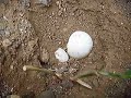 Video della Nascita di Pallina, una Testudo Hermanni