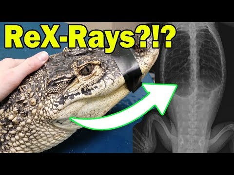YouTube reptile video