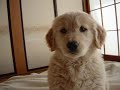 ジャパネット犬と私の１０の約束