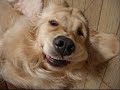 ジャパネット犬と私の１０の約束