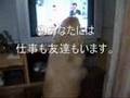 ジャパネット犬と私の１０の約束