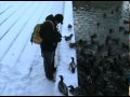 Umass Mallards