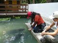 Iquitos - Jani feeding the baby Manatees (Manati)