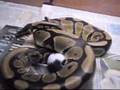Royal Python Kills Mouse / Königspython tötet Maus