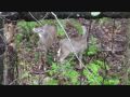 Pennsylvania Deer Rifle Season Nov 30th 2009
