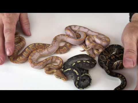 YouTube reptile video
