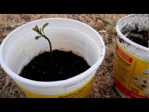 how to plant avocado pit in soil
