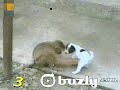 monkey laughing at dog monkey laughing at dog