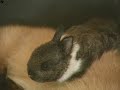 KittyRabbit