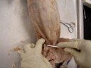 cat musle anatomy oct2008