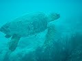 el-salvador-scuba-diving-4.html