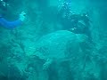 Scuba Diving With A Loggerhead Sea Turtle In The Atlantic