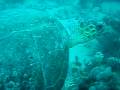 Scuba Diving With A Loggerhead Sea Turtle In The Atlantic
