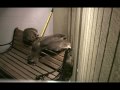 Baby Raccons Attempt Climbing...fail.