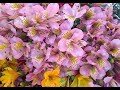 Mila Vilotijevic-A. Scarlatti Su le sponde del Tebro