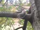 Squirrel In a Tree