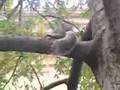 Squirrel-In-a-Tree