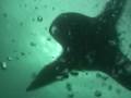 Mergulho com Leões Marinhos em Galápagos - I. San Cristóbal Mergulho com Leões Marinhos em Galápagos - I. San Cristóbal