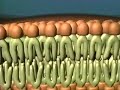 Active transport Active transport