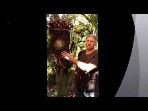 how to replant a tree fern